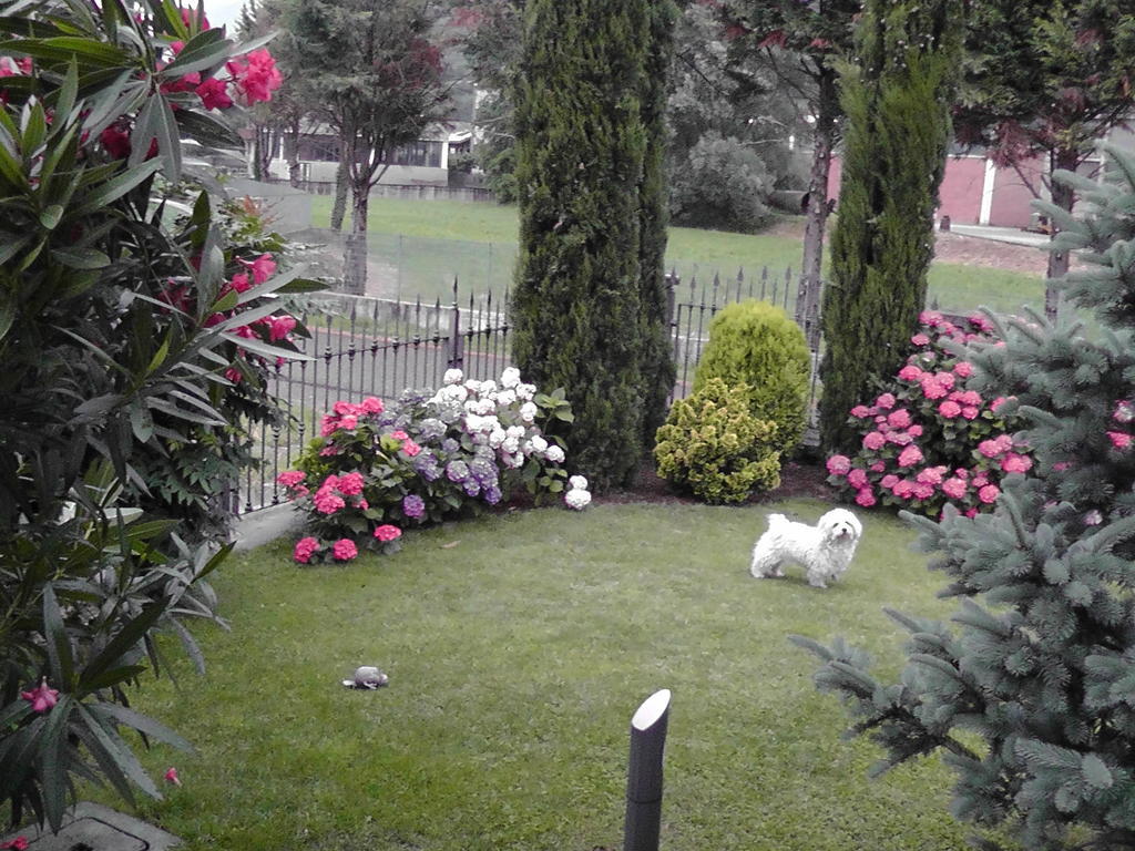 B&B I Viandanti Piancogno Bagian luar foto